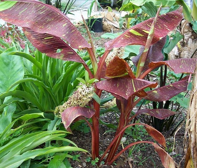 ~SIAM RUBY~Variegated Ornamental Banana SMALL ROOTED STARTER PLANT~VERY RARE~HTF