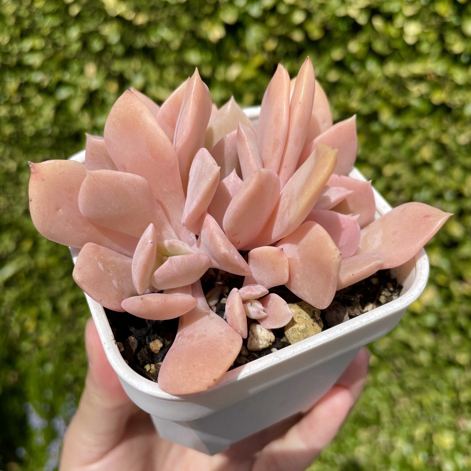 Rare Succulent Echeveria Misty Lilac 5-Head 3 Inches Pink Rooted Live Plant
