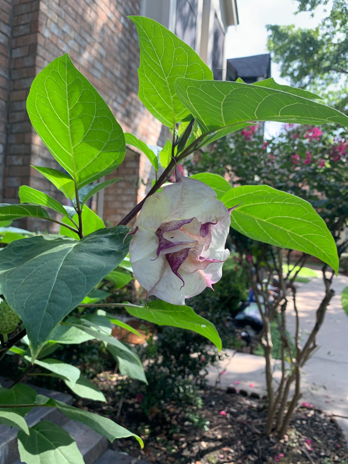 50+ Purple & White Angel Datura Trumpet Seeds – Rare Bi‑Color Blooms