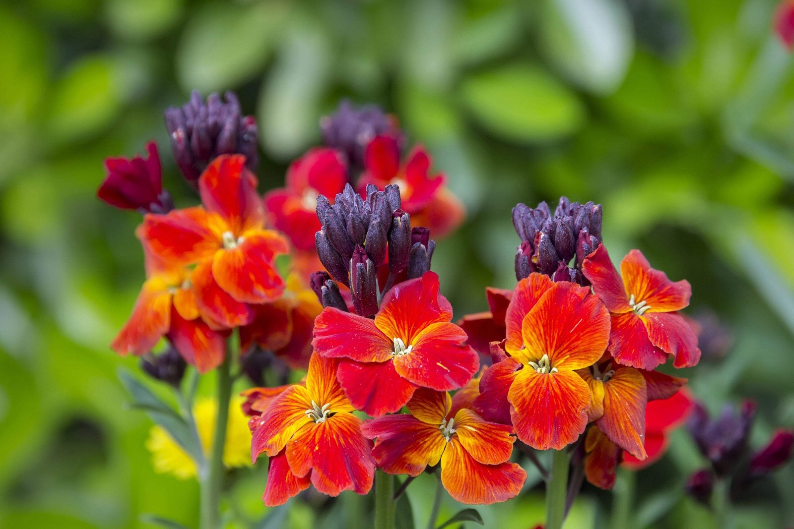 300 ENGLISH Aegean WALLFLOWER Cheiranthus Cheiri Seeds