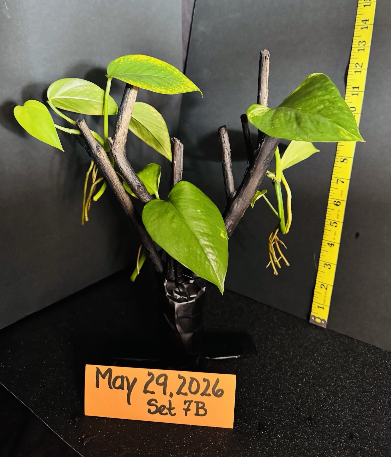 Golden Pothos Live Plant