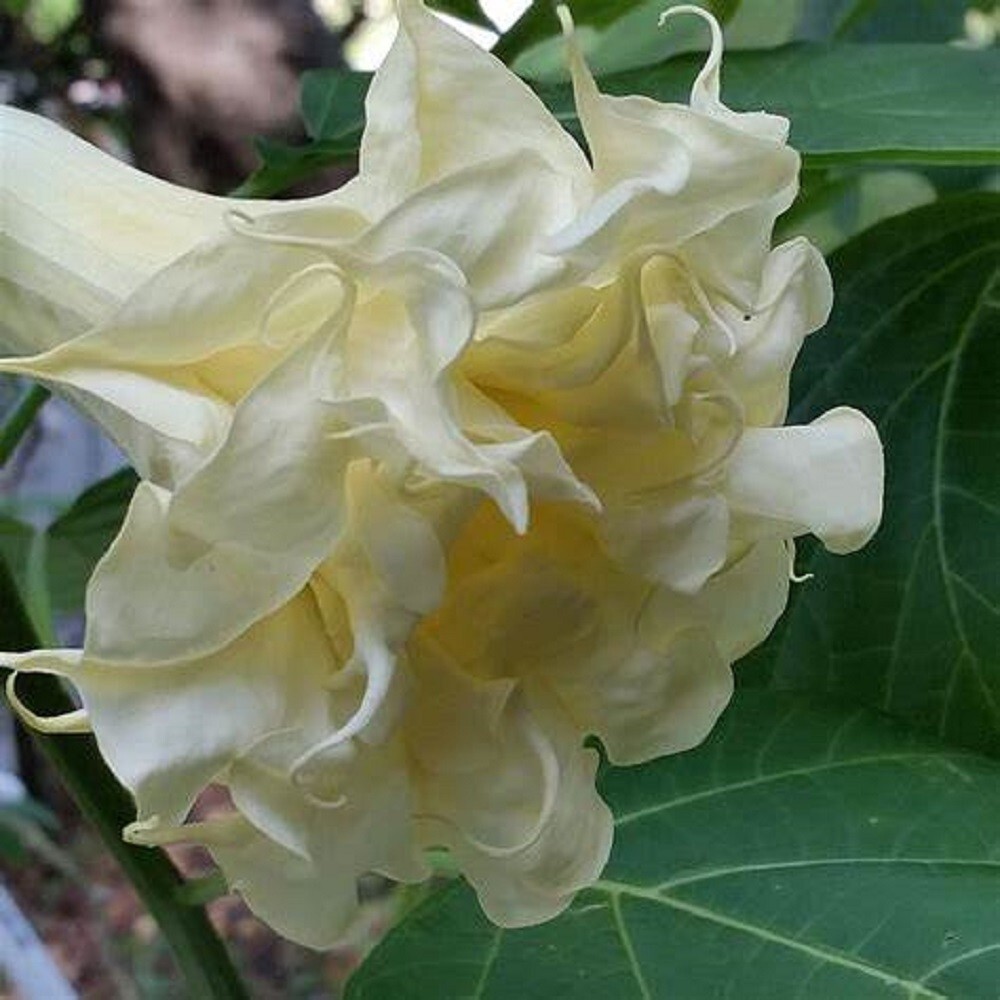 10 Triple Cream Angel Trumpet Seeds Flowers Seed Flower Brugmansia Datura 673