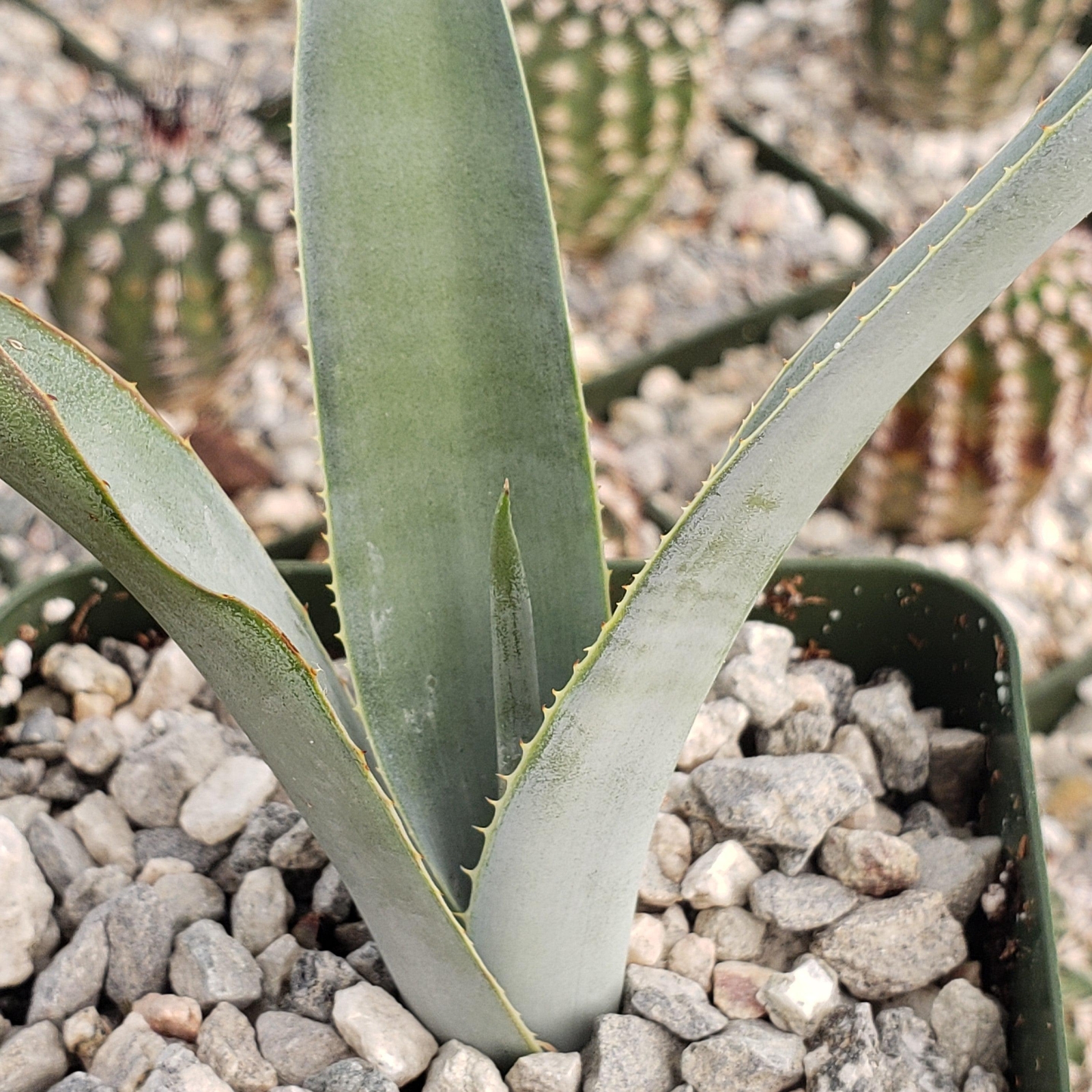 Blue agave – Agave Tequilana ‘Tequila Plant’ cactus Cacti Succulent real live pl