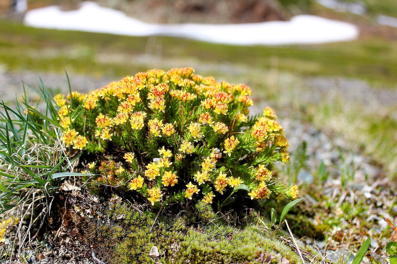25 ROSEROOT STONECROP Golden Rose Root Sedum Rhodiola Rosea Yellow Flower Seeds