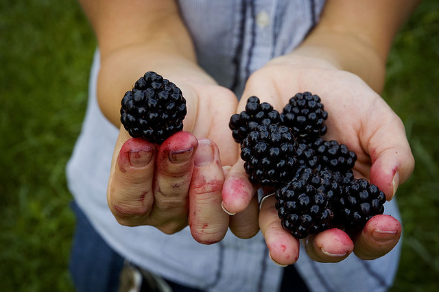 GIANT BLACKBERRY * 35 SEEDS*MEDICINAL*ANTIOXIDANT*FIBER*HEALTHFUL*TRIPLE CROWN