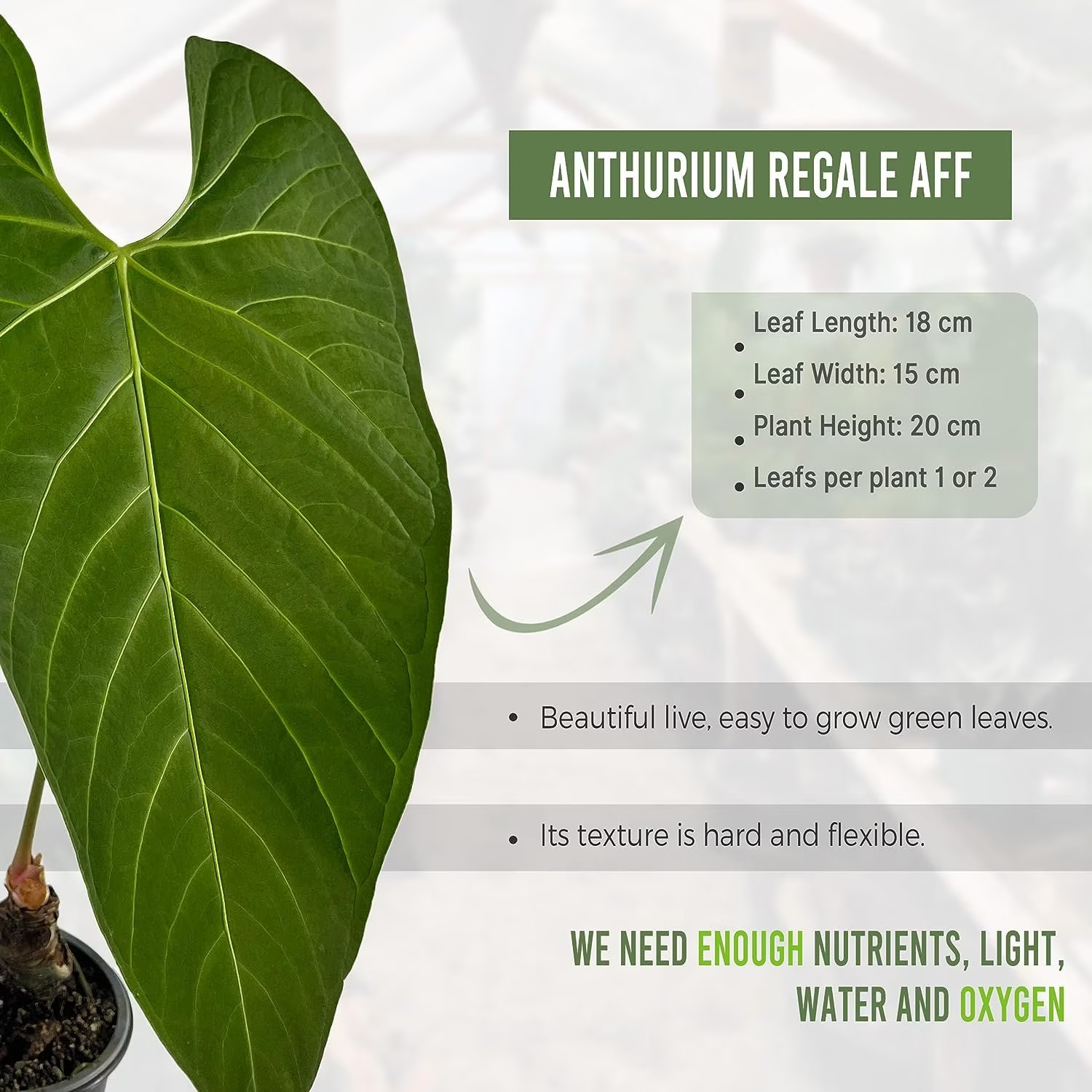 Anthurium Regale Aff by LEAL PLANTS ECUADOR |Green Live House Plant for Indoors