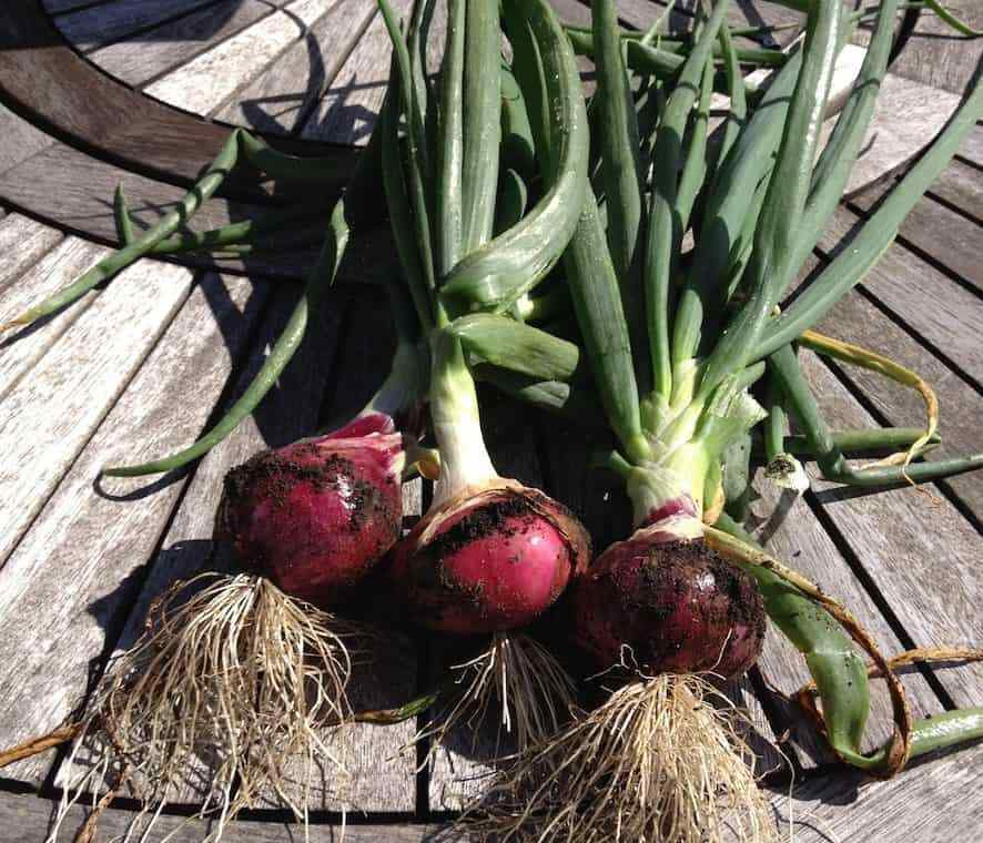 400+RED GRANO SWEET ONION Seeds Short Day Organic Spring Fall Vegetable Garden