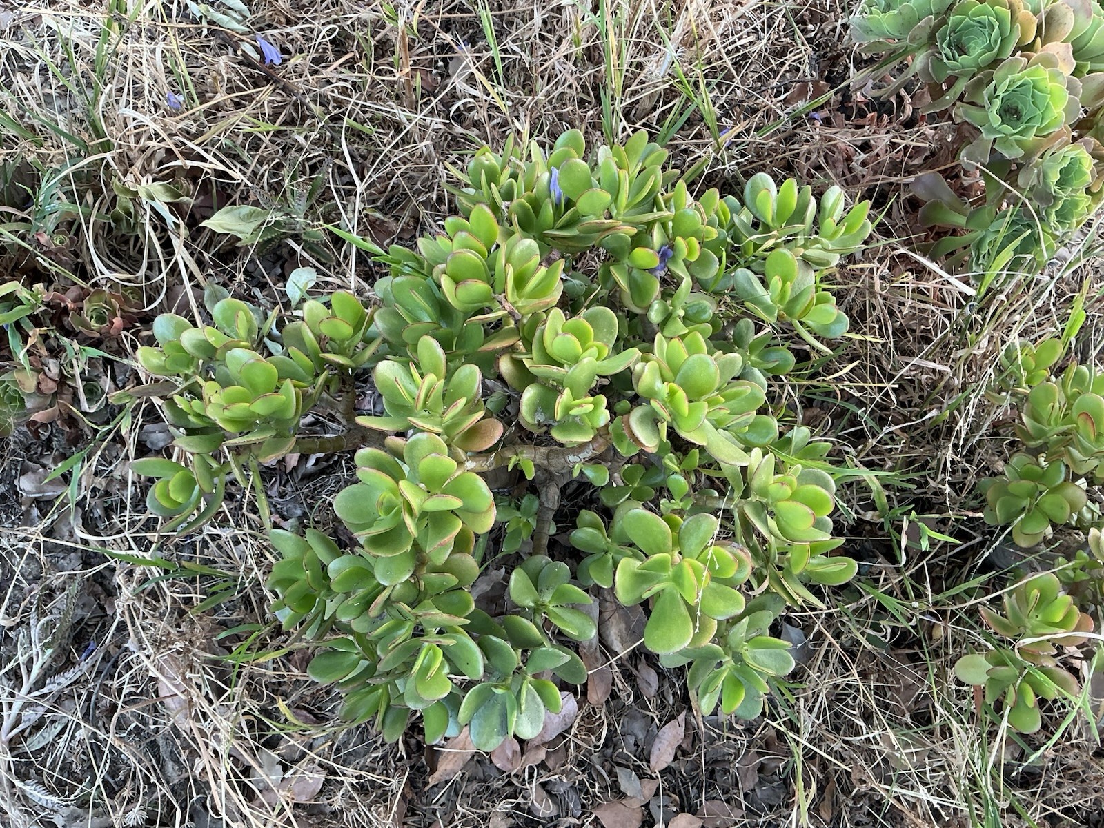 Healthy lush green Crassula Ovata Jade Plant cluster, Rooted 18” tall with roots