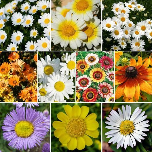 DAISY CRAZY Flower Mix 10 Varieties Painted Shasta & more! Non-GMO 1000 Seeds!