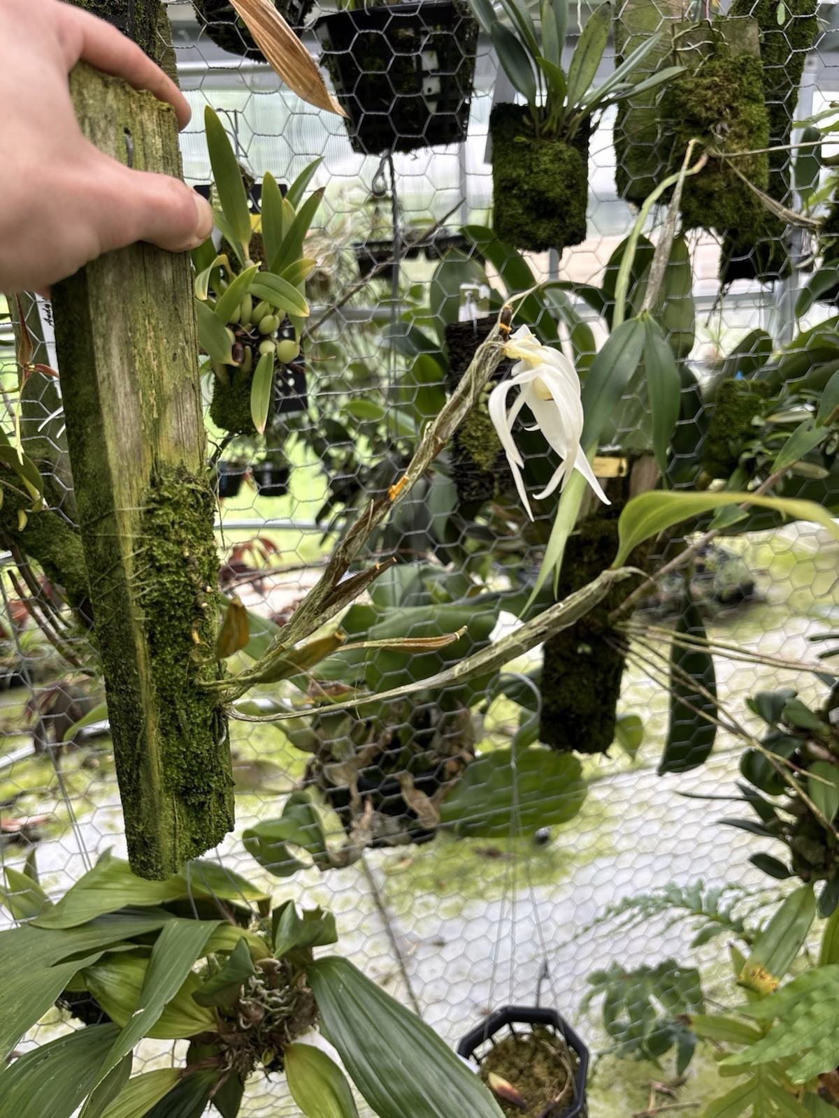 Dendrobium amboinense In Spike Rare Orchid Species Indonesia