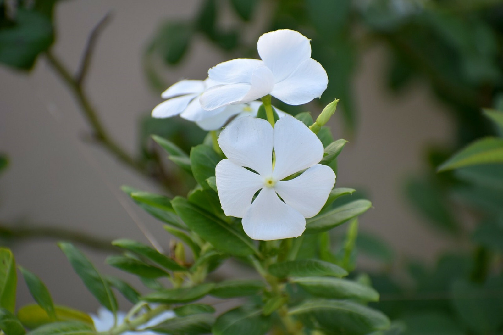 100+ Dwarf White Periwinkle Seeds (Vinca Little Blanche) Flowers GROUND COVER