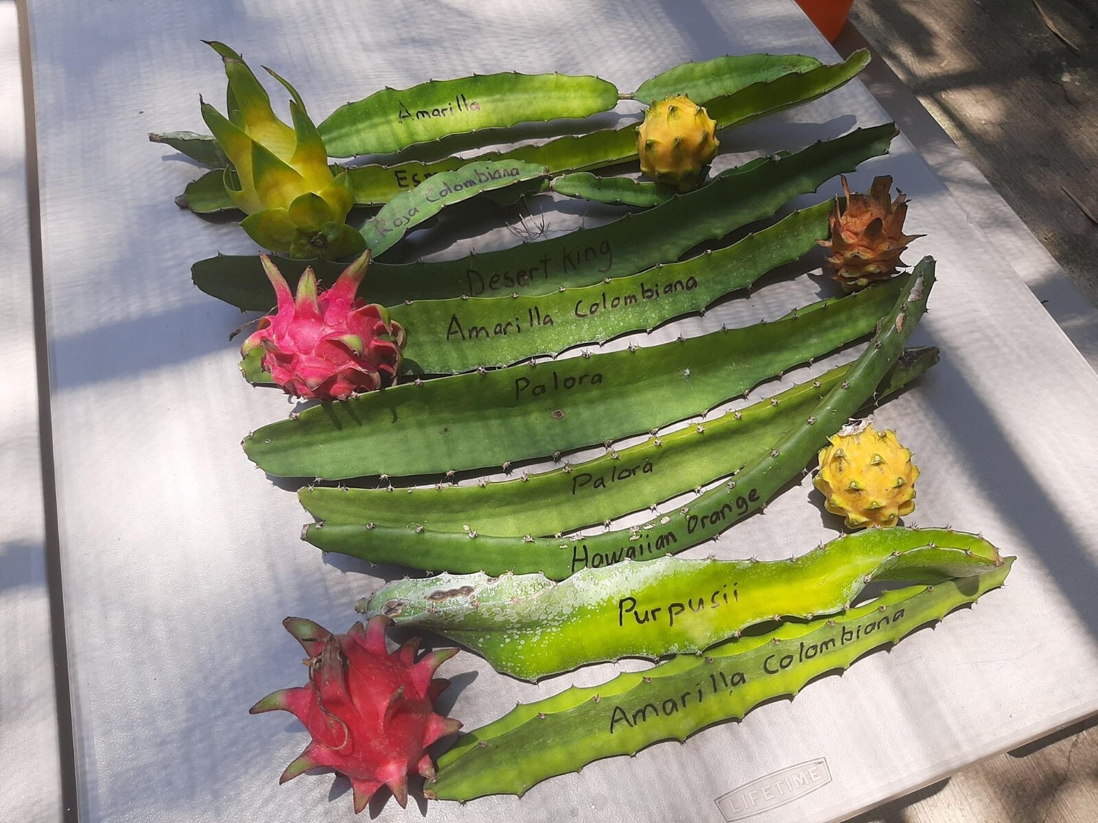 ULTRA RARE DRAGON FRUIT CUTTINGS – MULTIPLE VARIETIES – 8″ – 12: SIZE