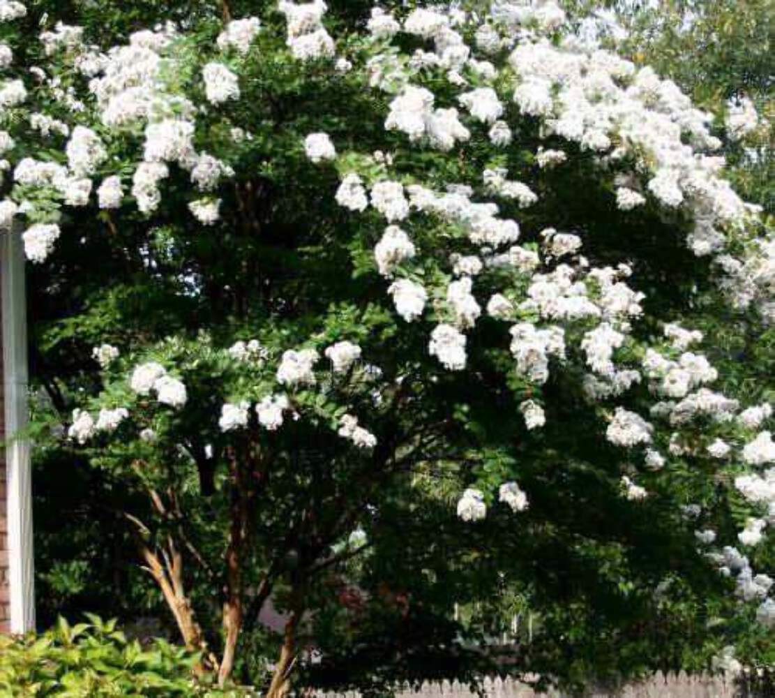 Natchez Crape Myrtle: Majestic Beauty and Continuous Blooms for Your Landscape