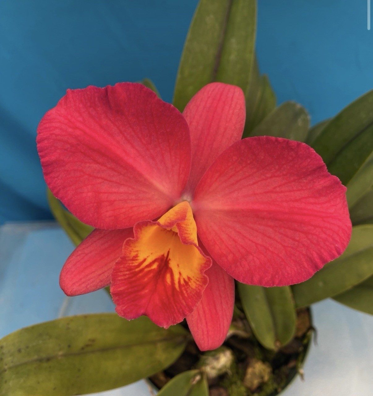 Cattleya Circle Of Life ‘Mirtha Isabel’ Red Yellow Orchid Eros Hybrid 4” Pot