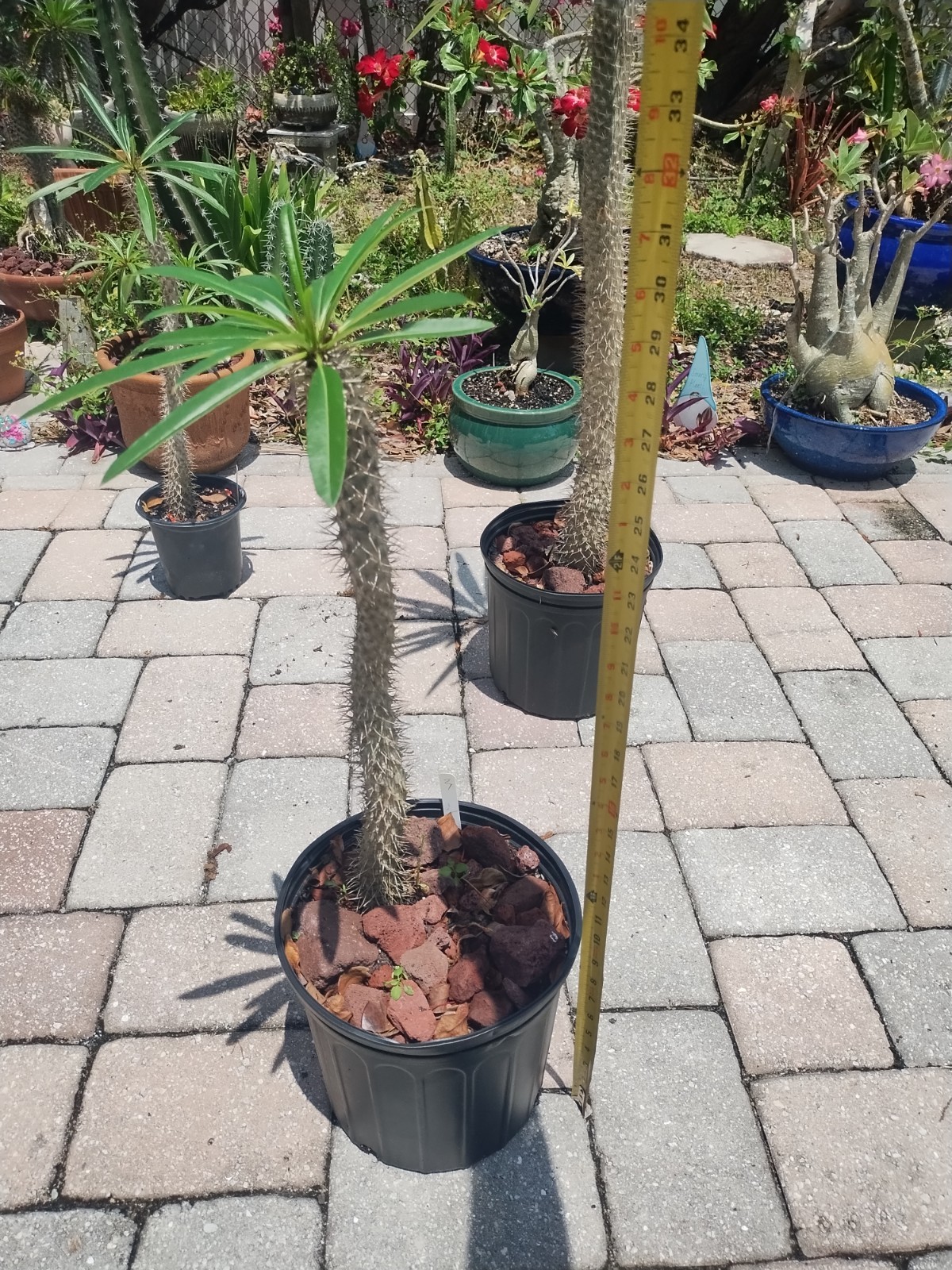 Pachypodium lamerei ‘Madagascar Palm, 25 Inches Tall. Plant #2