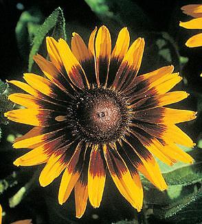 Rudbeckia hirta Sonora PL 1,000 seeds