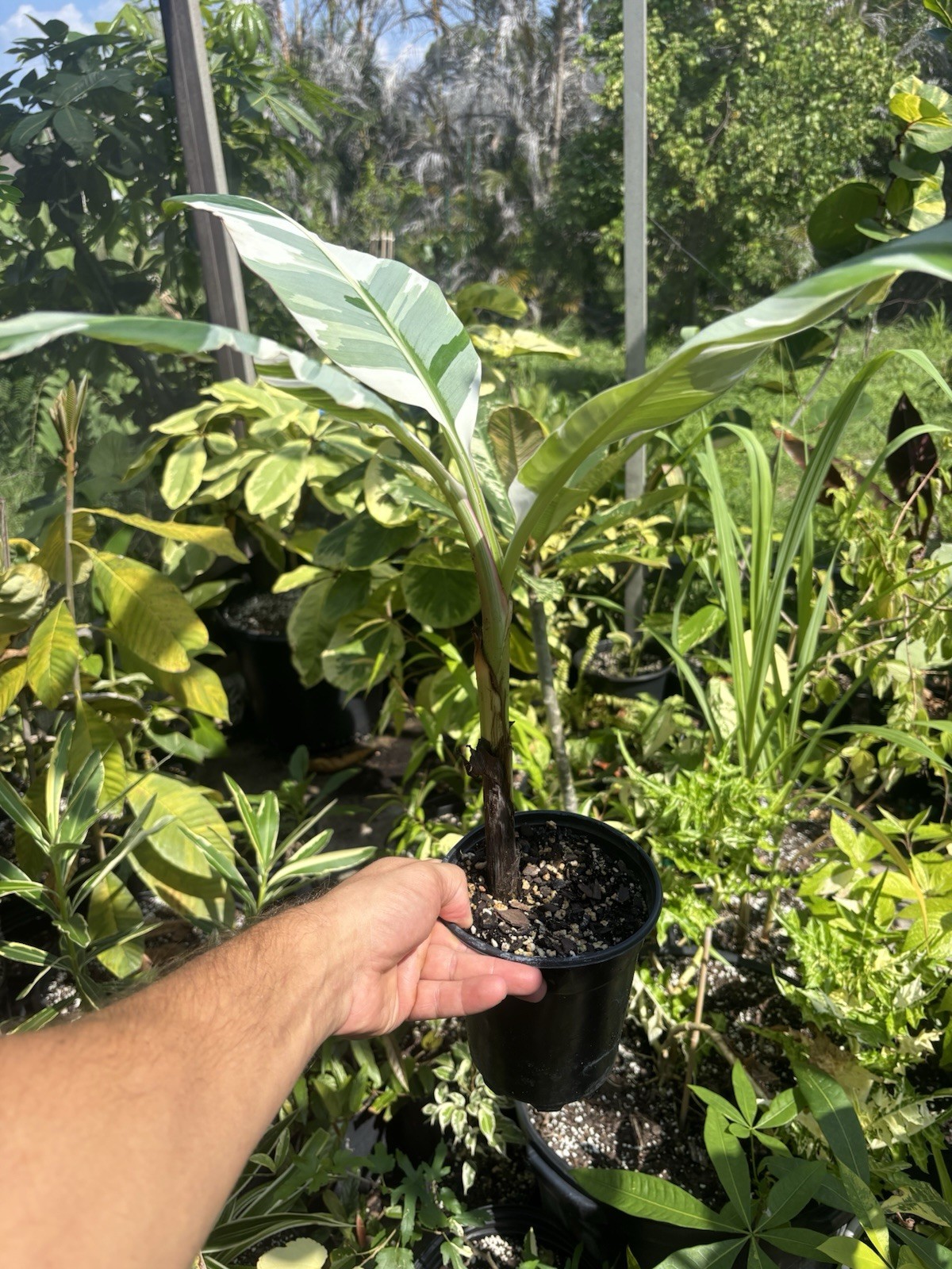 Rare Musa ‘Florida’ Variegated Banana Plant – Highly Variegated, Well-Rooted