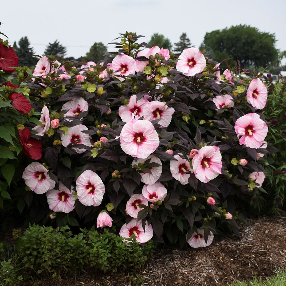 bush hibiscus PERFECT STORM big flowers ~ VISIT OUR EBAY STORE FOR MORE HIBISCUS