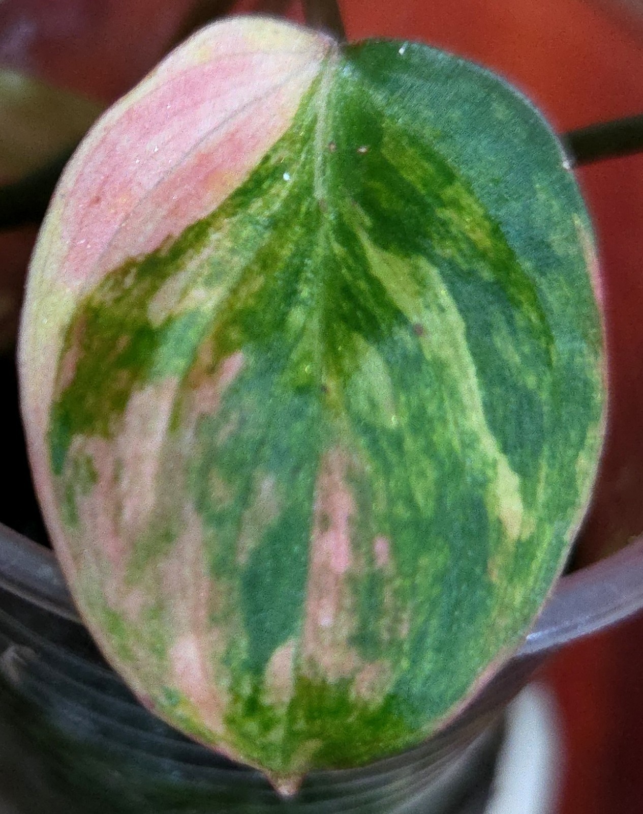 Rare Philodendron Variegated Pink Micans Ferrari Aroid Not Anthurium Monstera