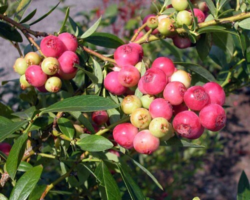 Pink Lemonade Blueberry Edible Fast Growing Fruit 5.25″ Pot Perennial UNIQUE