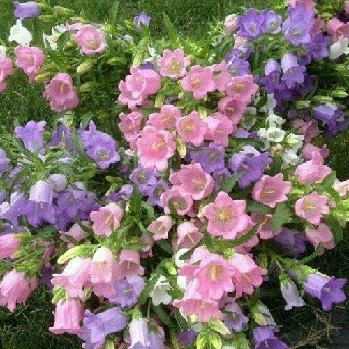 Canterbury Bells Seeds Campanula Rainbow Florist’s Dream Mixed Colors Flowers