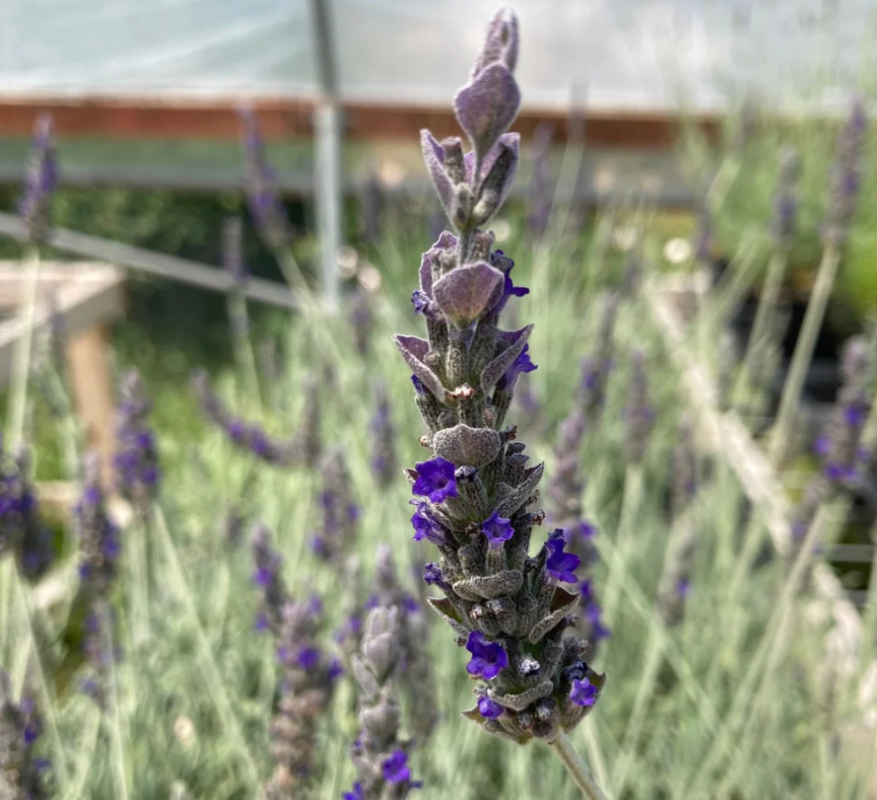 2 Godwins Creek Lavender Plants Live, 3–8″ Tall, Ships No Pot