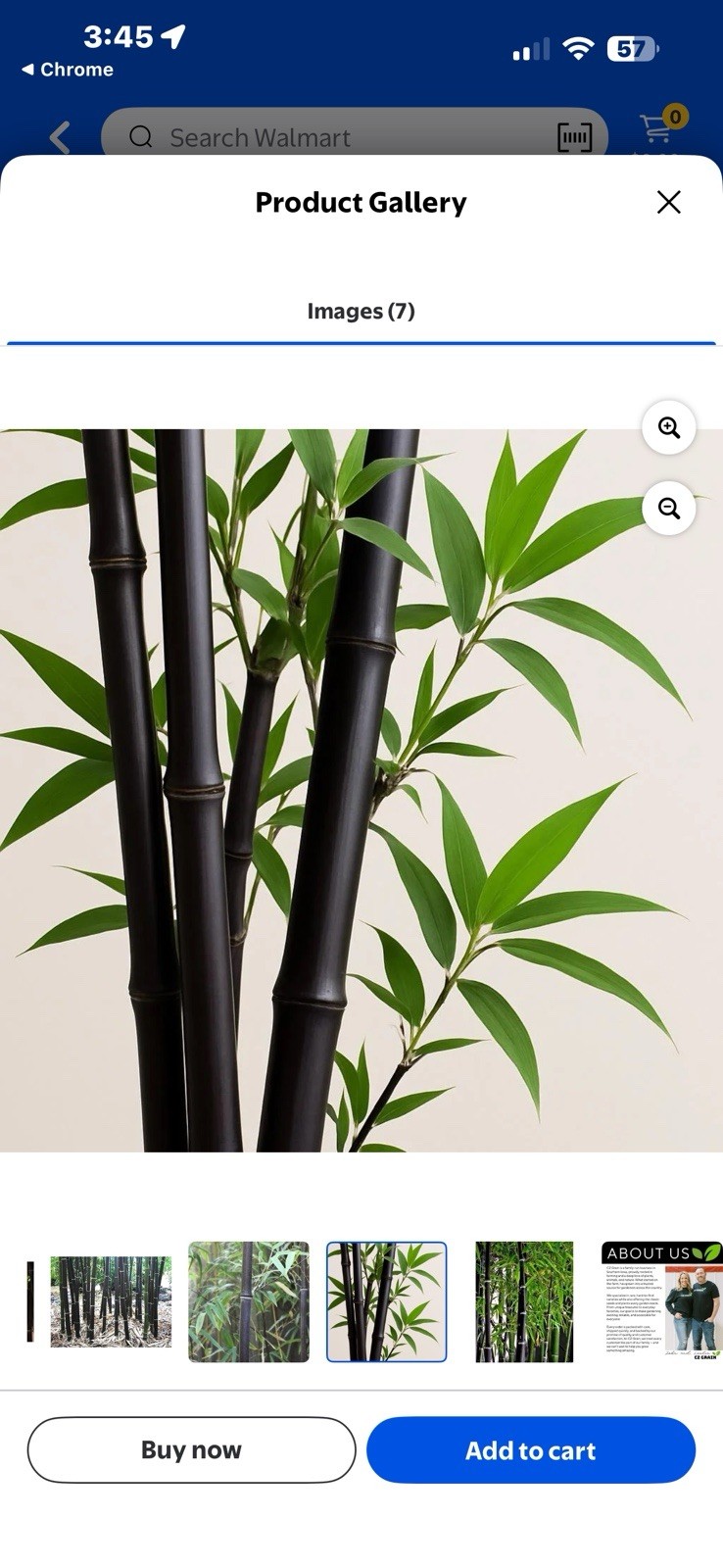 Black Bamboo Live Bamboo Plant Tropical Climate Black/Green Bamboo