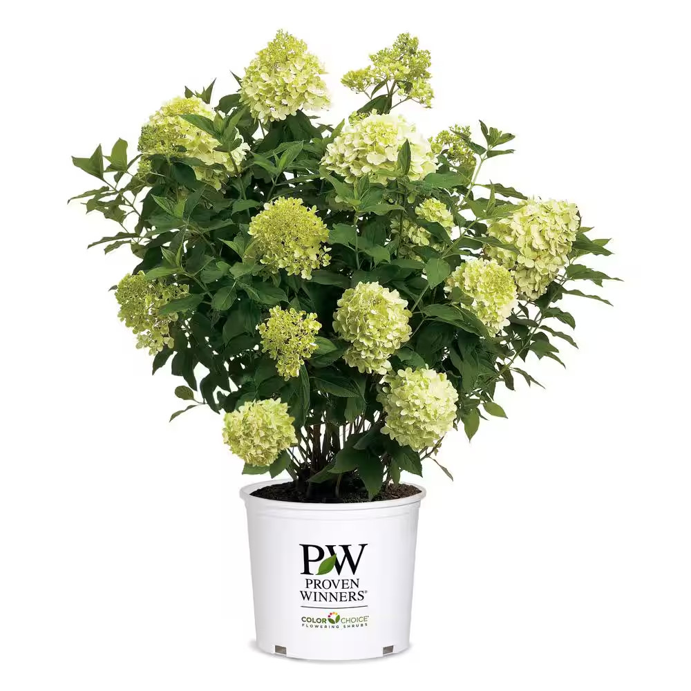 2 Gal. Prime Limelight Hydrangea Shrub with Green to Pink Flowers