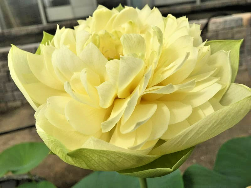 5 GOLDEN APPLE LOTUS SEEDS – Nelumbo Nucifera