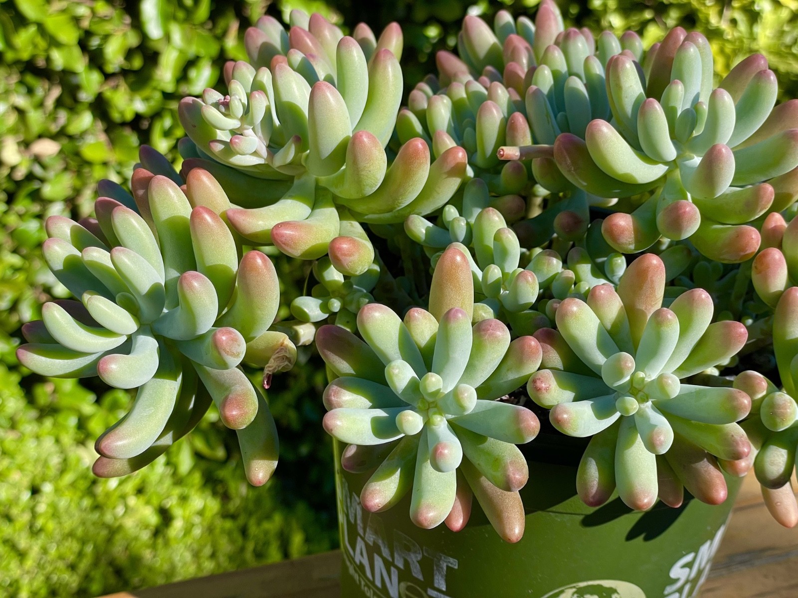Rare Succulent Sedum Pachyphyllum Live Plant 2-3 Inches Unrooted Cutting