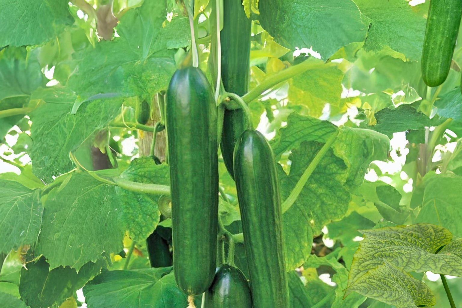 50+ Persian Cucumber Seeds Fresh Non-GMO Fast Growing, Easy