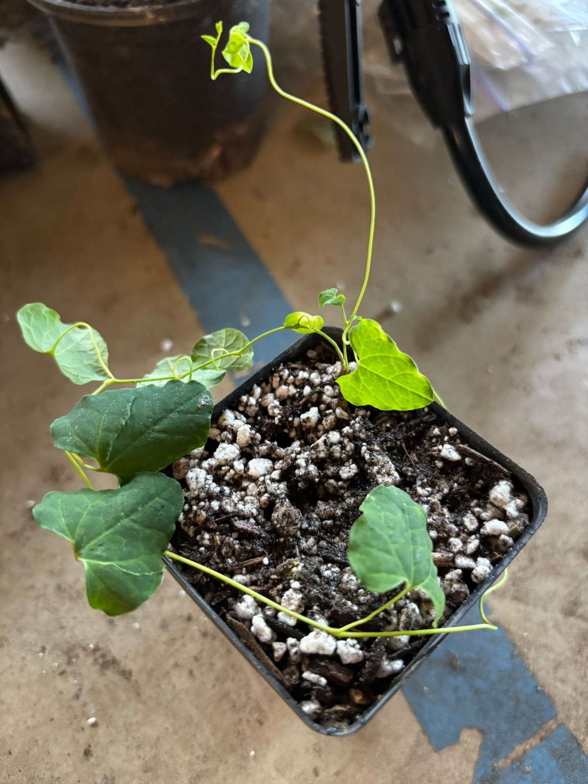 Aristolochia glandulosa, Pipevine Tropical Ornamental Flowering Vine Plant