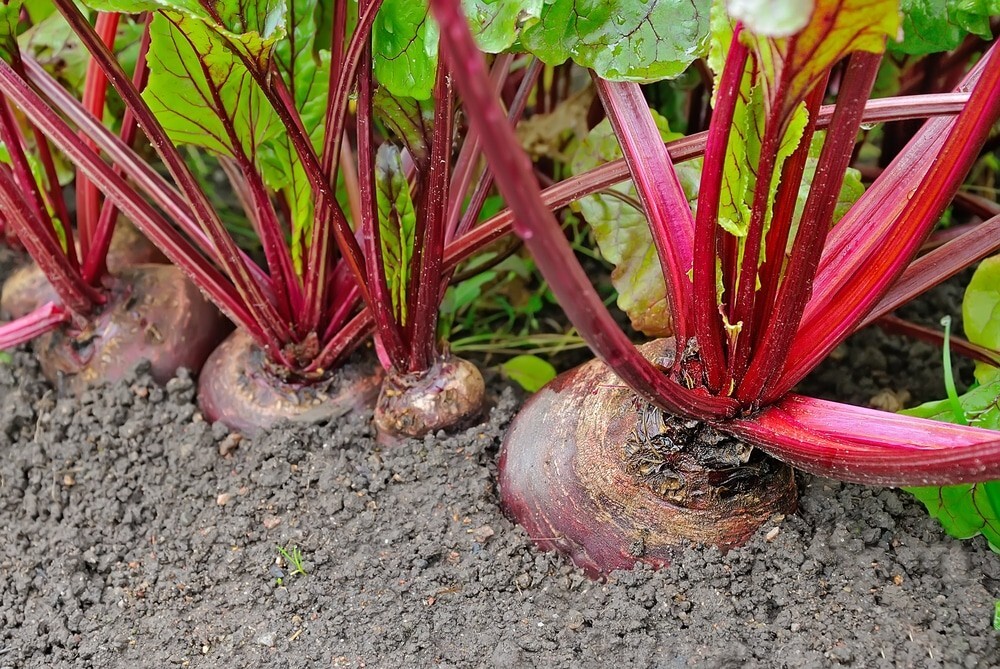 Cylindra beet seeds heirloom NON-GOM open pollinated delicious roasted HEALTHY!