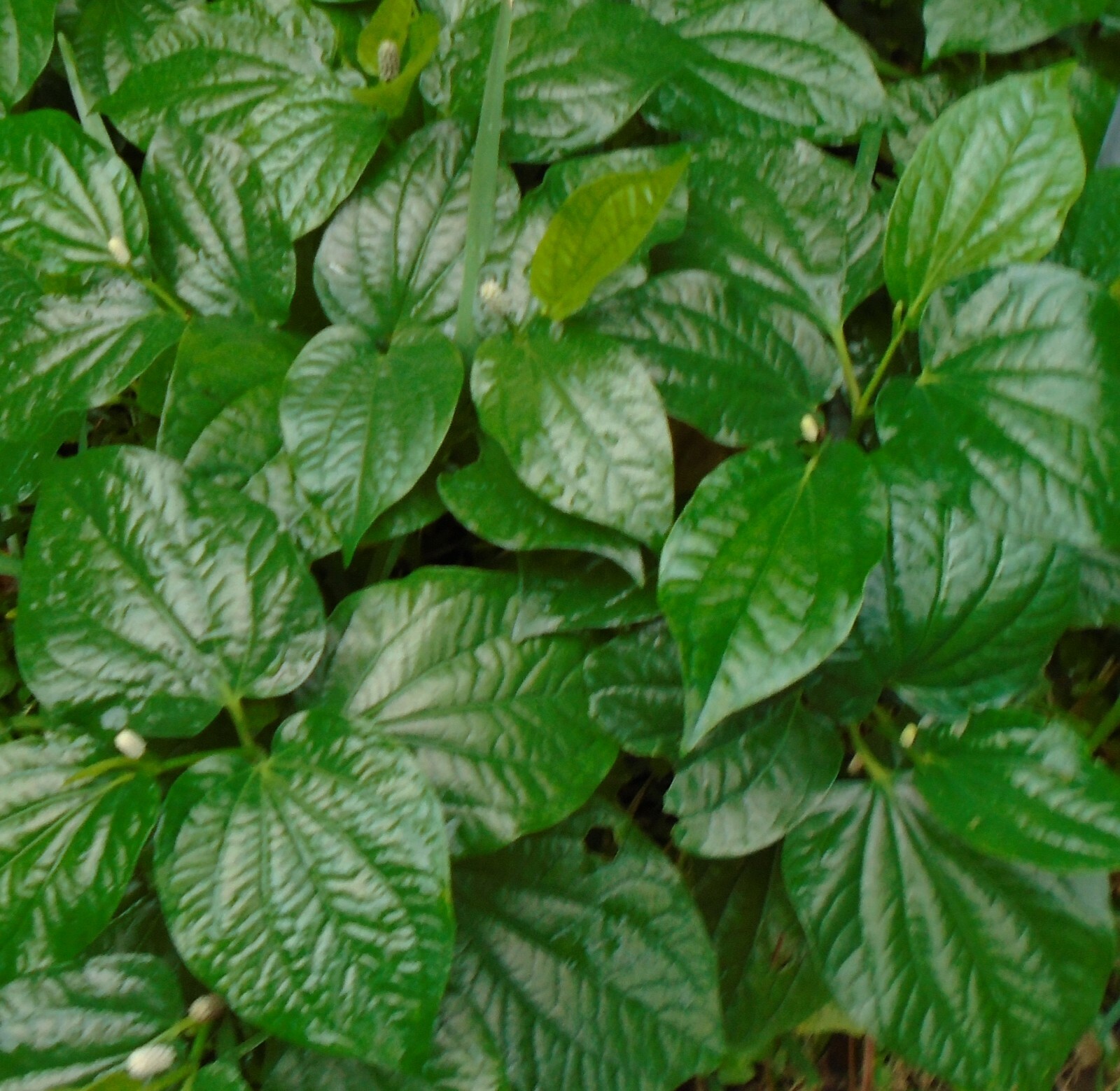 3x Plants 6″ to 8″ ROOT NATURAL BETEL LEAVES LOLOT TEXAS Lá lốt Piper