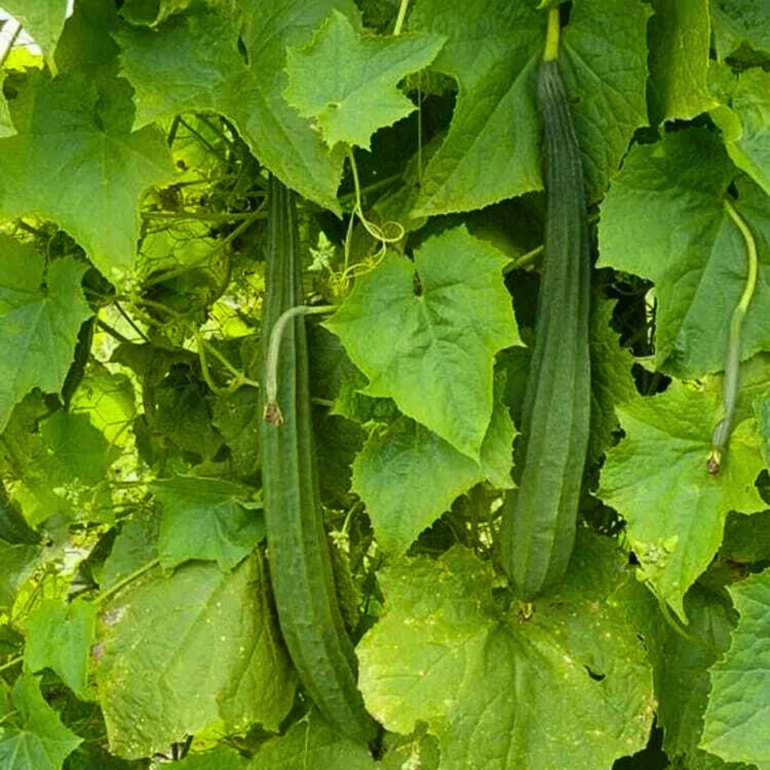 Fresh Chinese Okra Seeds | 15 Seeds | Heirloom Non-GMO | Asian Vegetable Seeds