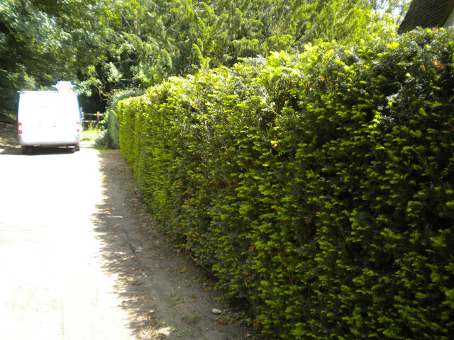 YEW DARK GREEN SPREADER CUTTINGS NOT ROOTED SET OF 12+