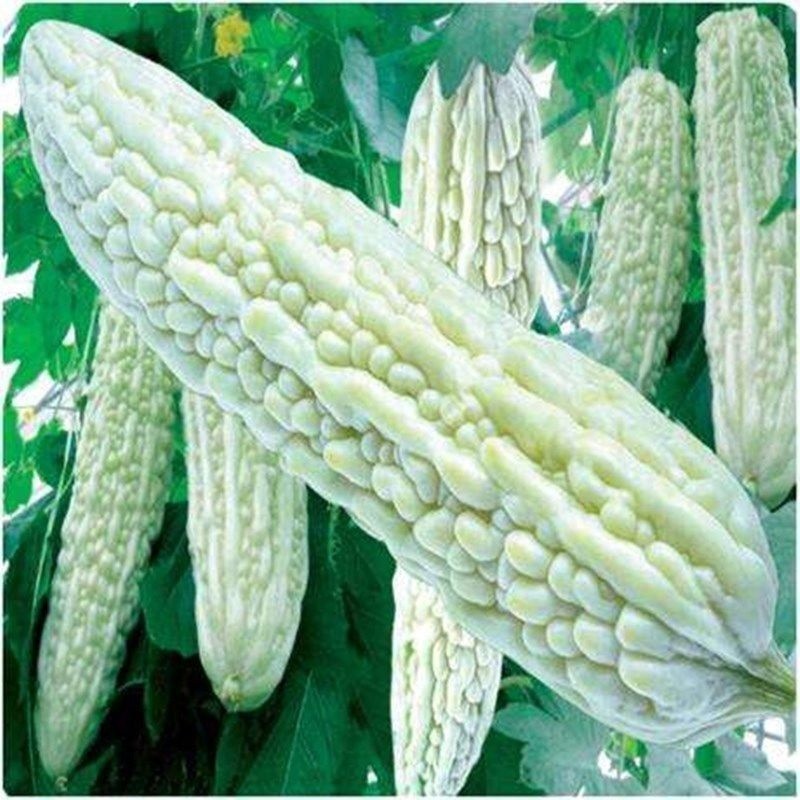 Bitter Gourd Melon White Jyunpaku 10 – 40 Seeds Oriental Pearl of Okinawa Asian