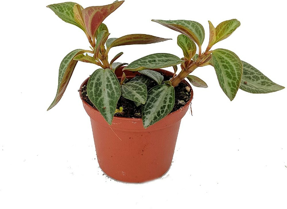 Trinervis Red And Silver Peperomia Creeper Easy Grow Indoor Live Plant 2.5″ Pot