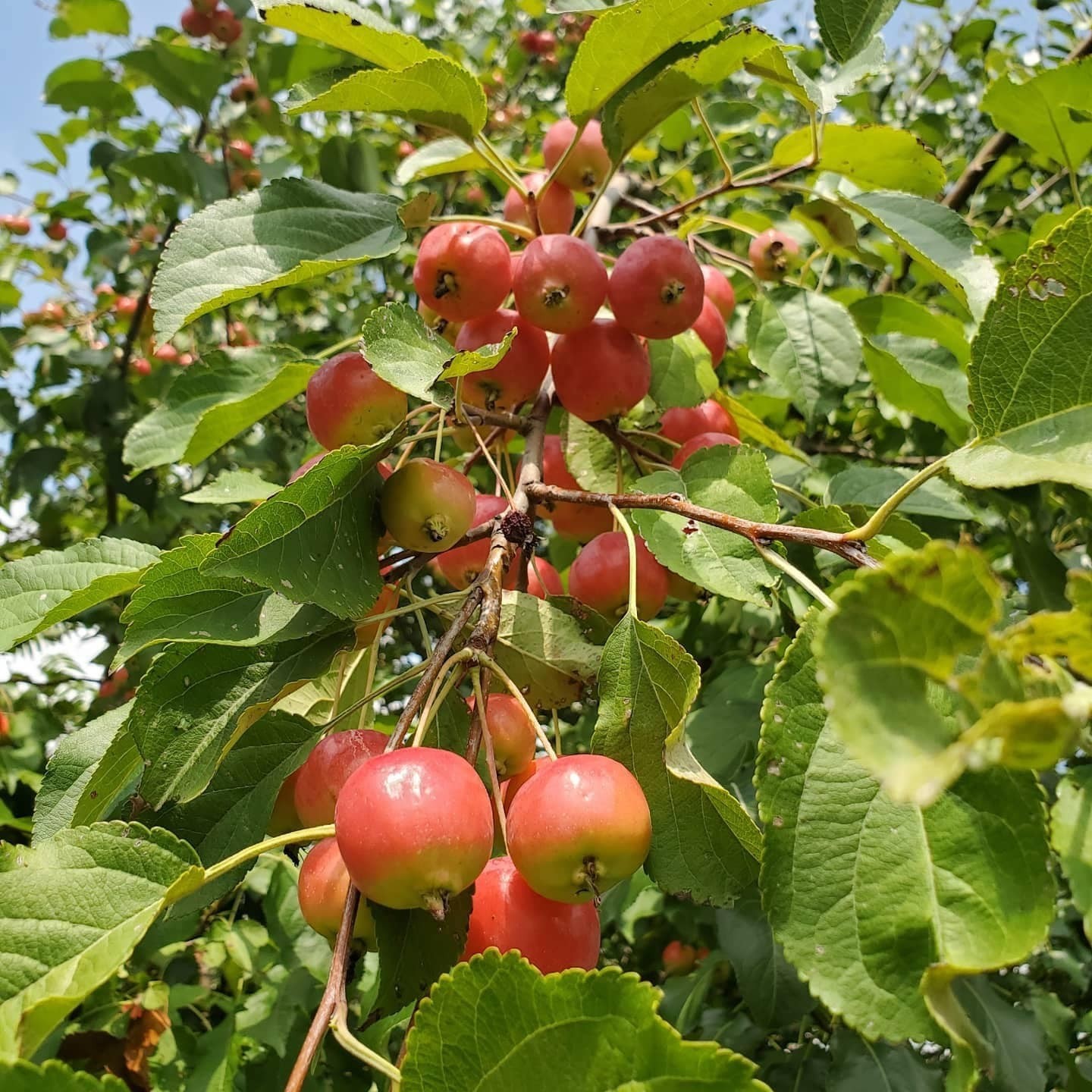 8-12” tall Dolgo Crabapple Apple Tree grafted potted