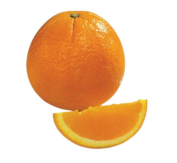 Washington Navel Semi-Dwarf Orange Tree in 2gal Pot Citrus Live Starter Plant