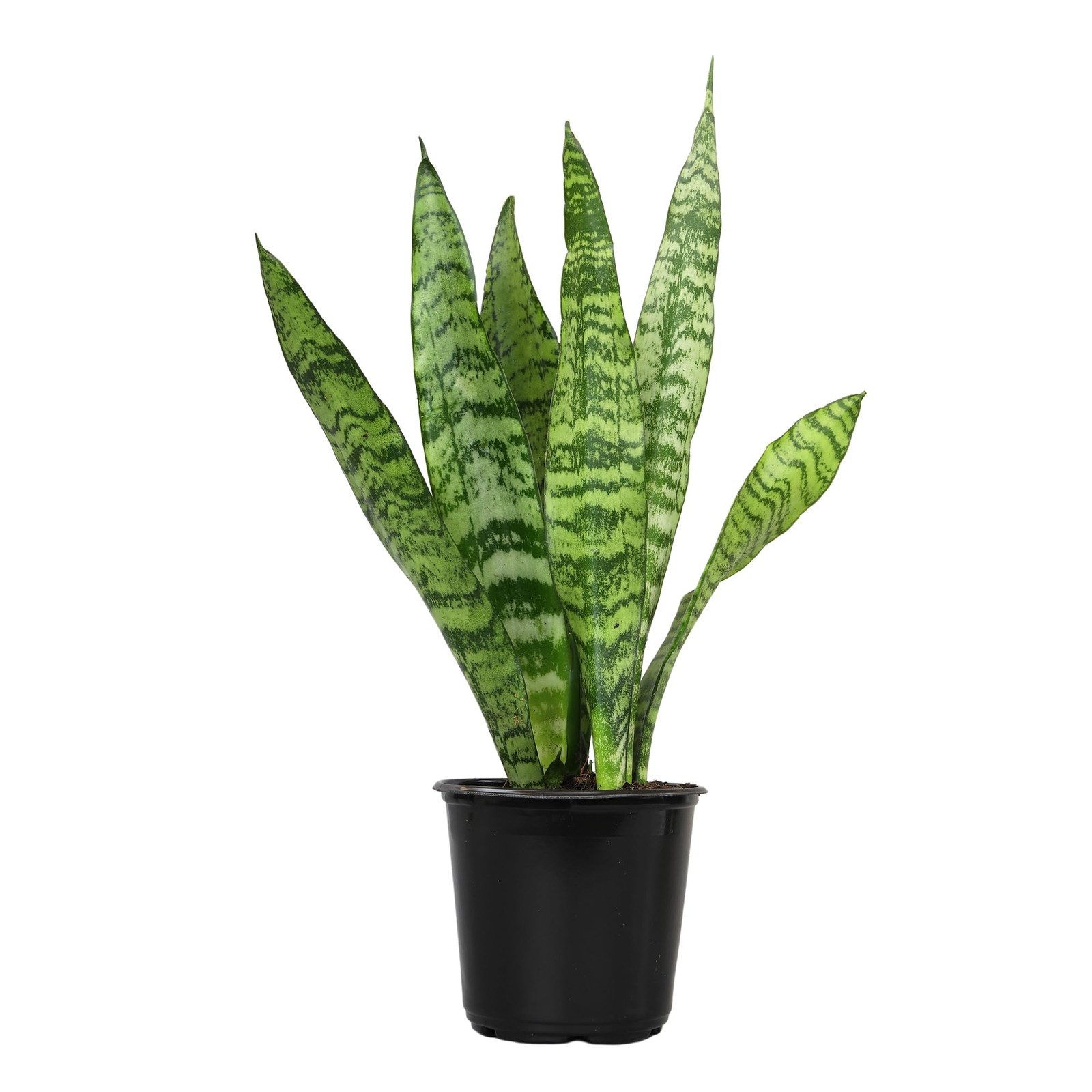 Live Snake Plant, Sansevieria Zeylanica, Indoor House Plant in Pot, Mother in…