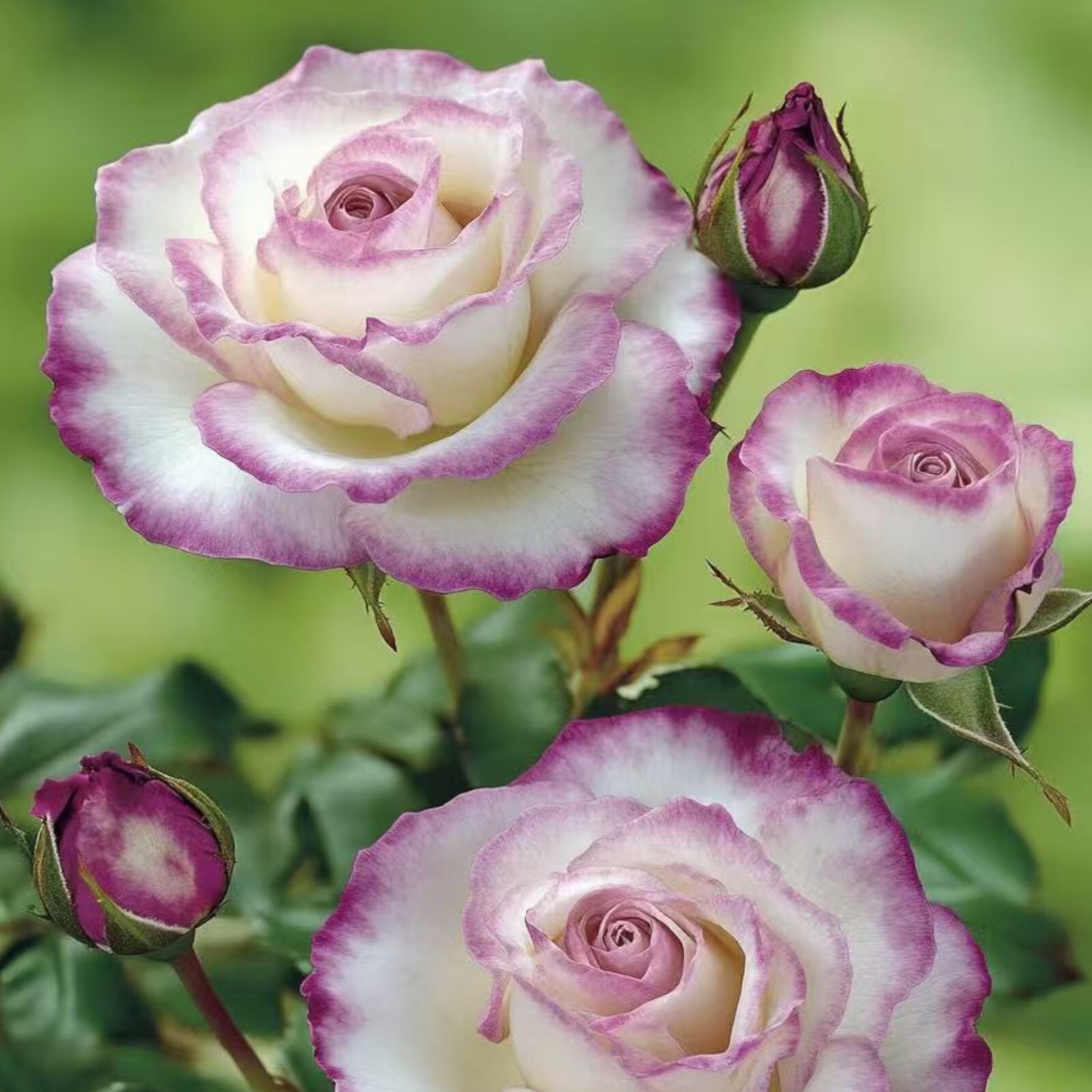 Two-Tone White and Purple Rose Seeds – 20 Seeds – Non-GMO Heirloom Variety