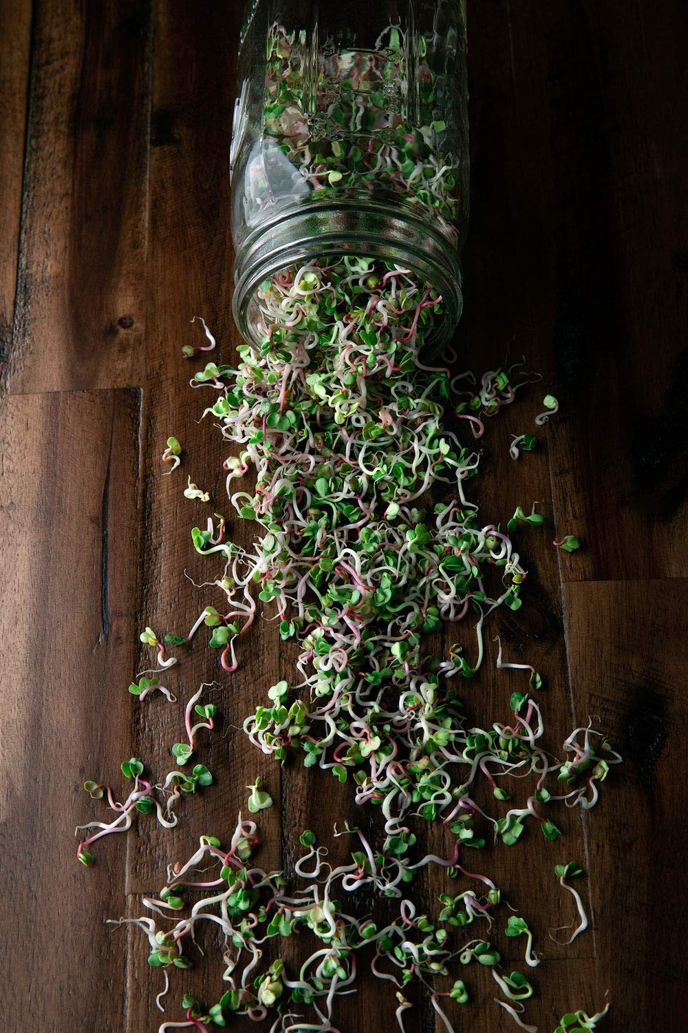 Rainbow Radish Sprouting Seed Mix | Heirloom Non-GMO Seeds Purple,Red,White