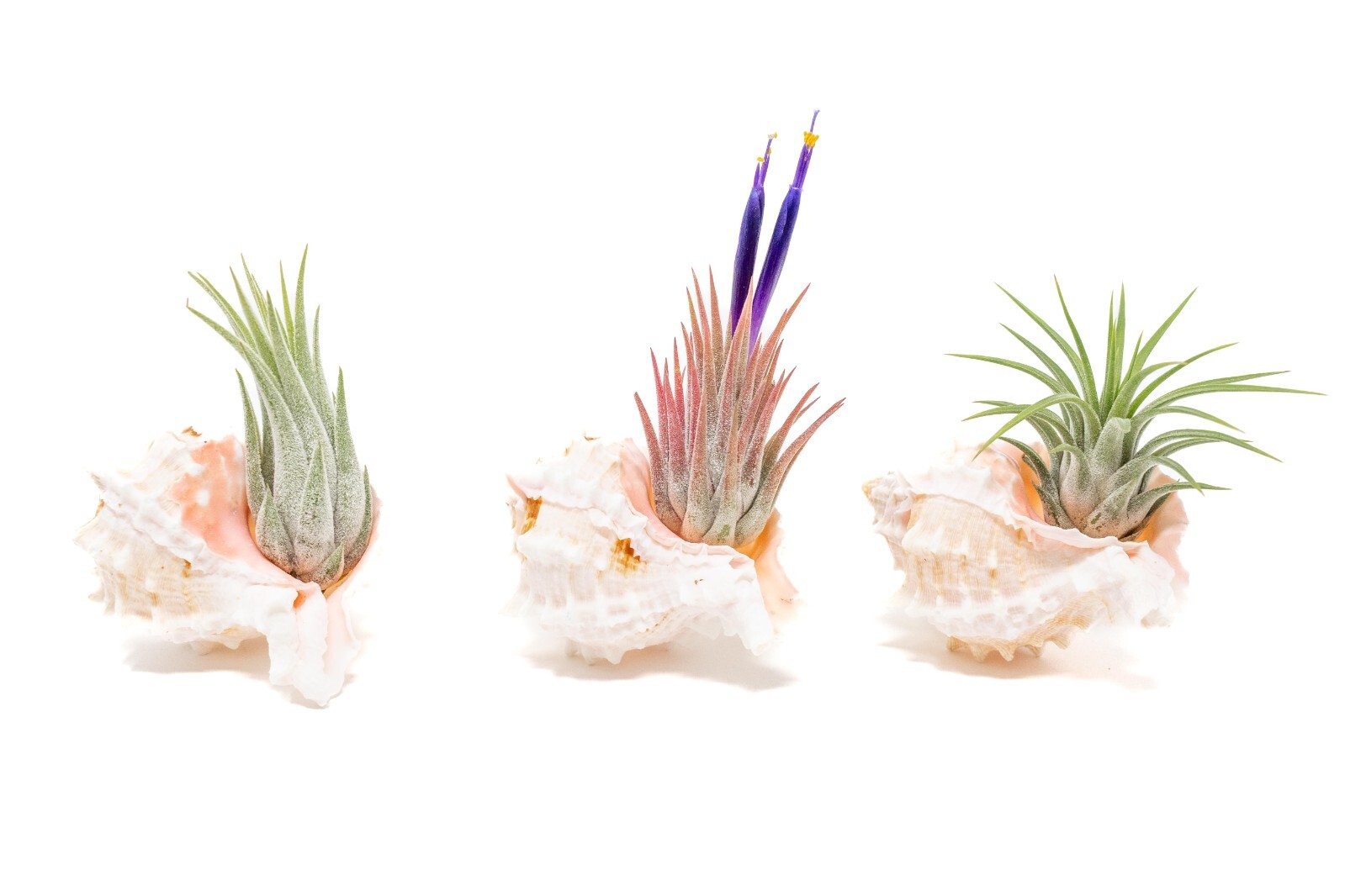 Set of 3 Pink Murex Seashells with Tillandsia Ionantha-Wholesale Live Air Plants