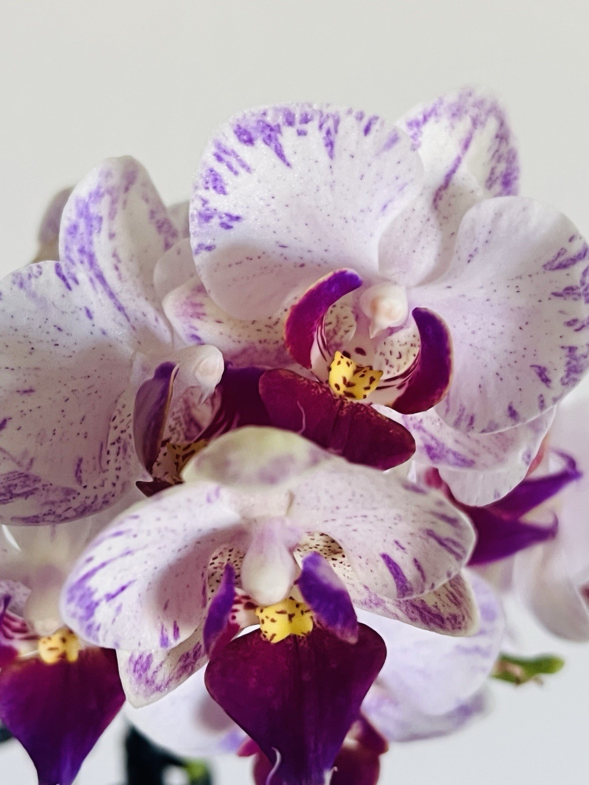 Phalaenopsis Orchid Pure Ballet Taiwanese Species Rare Mini Plant 2 Spikes