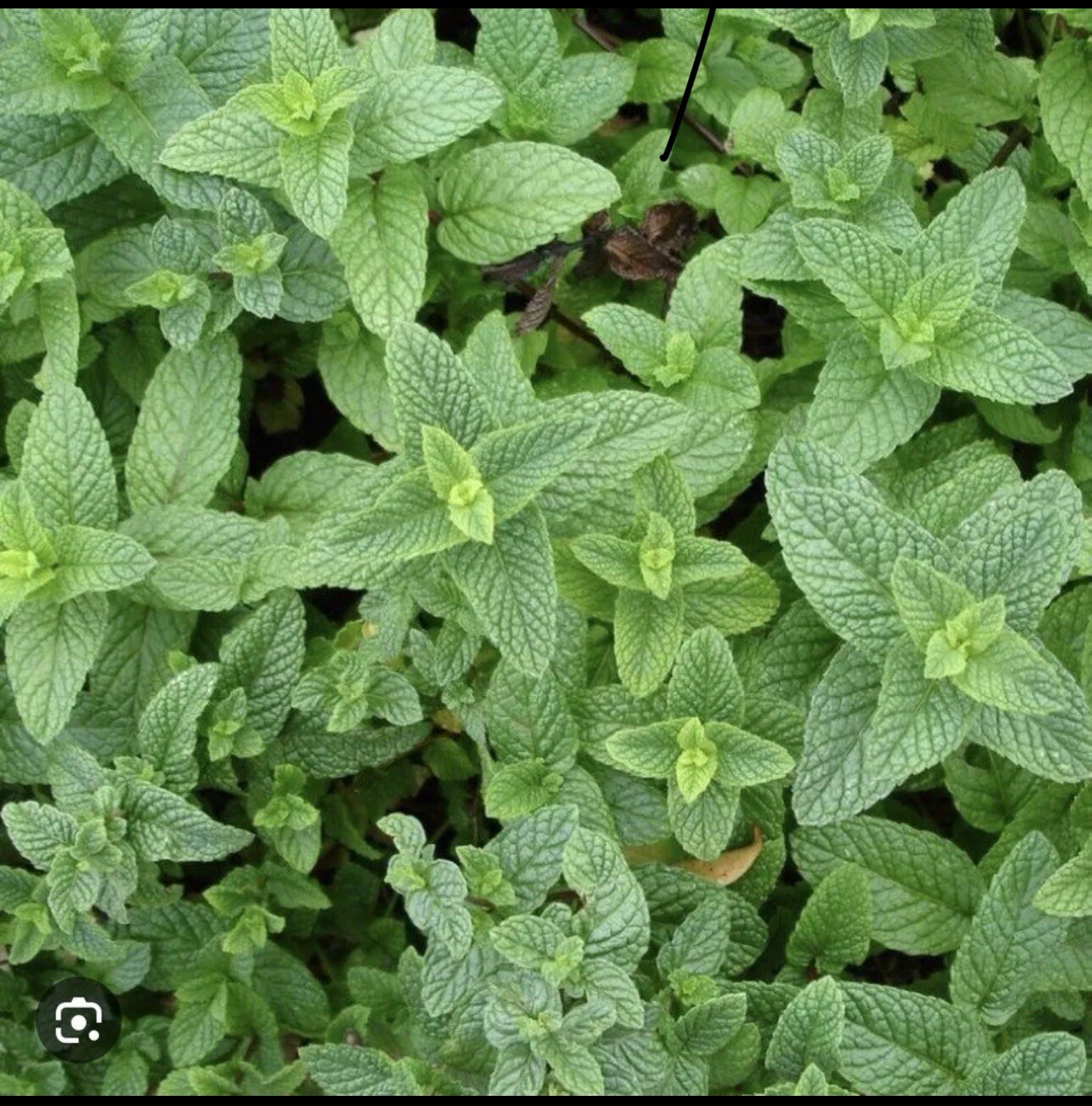 5 Spearmint – Sweet Mint Live Edible Aromatic Herb Plant 6-8 inch