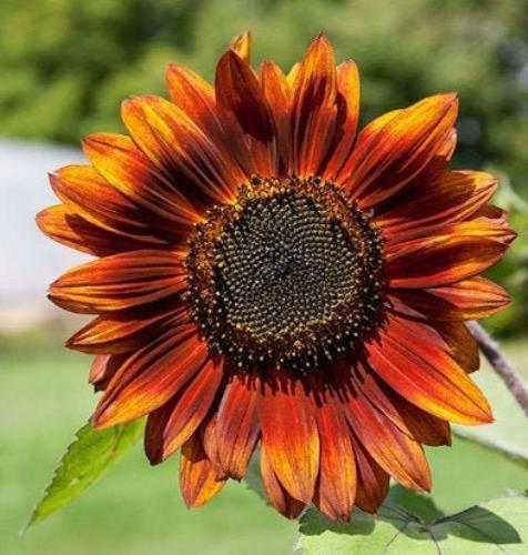 Velvet Queen Sunflowers – Seeds – Organic – Non Gmo – Heirloom Seeds