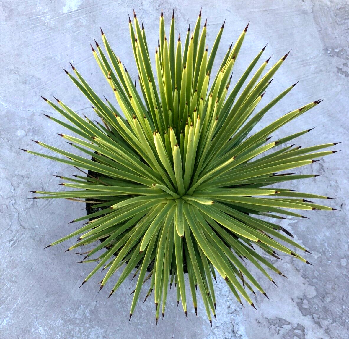 Agave Stricta ‘Hedgehog Agave’, Currently in a 9″ container