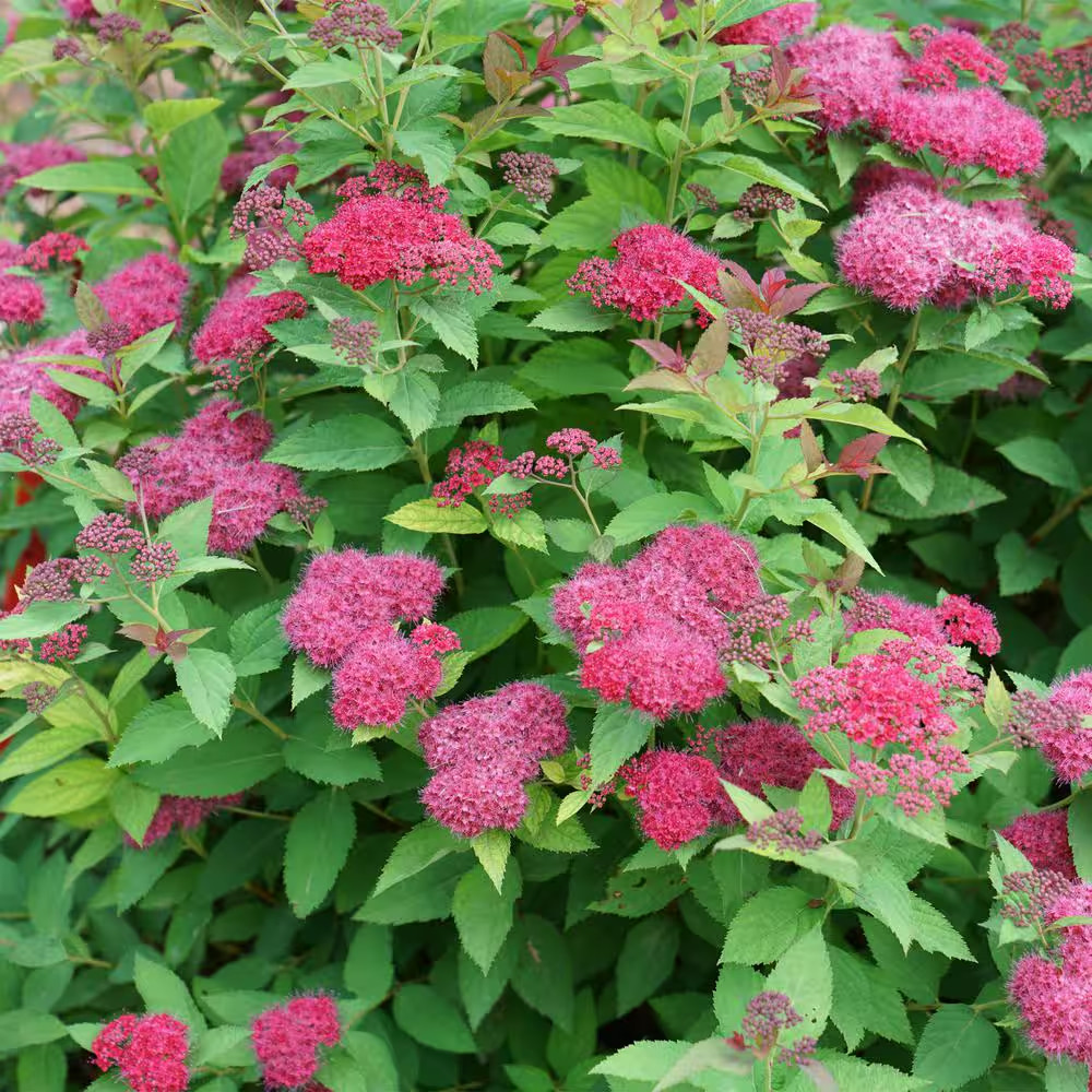 2 Gal. Double Play Doozie (Spirea) Live Shrub with Pink Flowers