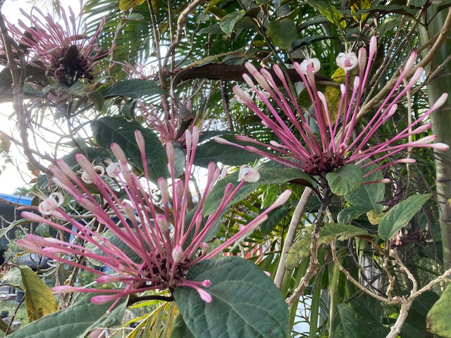 Starburst Clerodendrum – well rooted young seedling, sizes vary, without pot